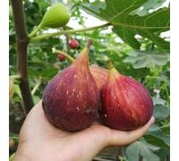 fico - da da interno colonnari, rampicanti giardino sul balcone rampicanti vecchie varietà di interno rara copertura del terreno 55semi