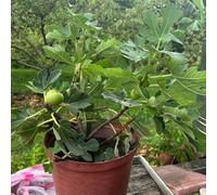 fico - d'appartamento resistenti vaso resistenti per giardini rocciosi giardino interno semi di colonnare 550pcs