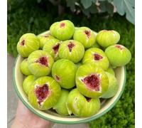 fico di interni colonnari semi di semi acquistare enanos 300pcs