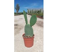 Fico d'India Opuntia Ficus-Indica Vaso 24 cm Cactacea | Senza Spine