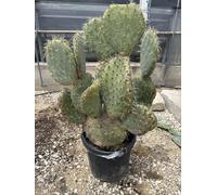 Fico d'India (Opuntia stricta) Cactus da Giardino Mediterraneo | Vaso Ø50 cm, Altezza 130-140 cm, Vivaio Garden Forest