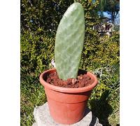 Fico d'india senza spine pala con RADICE - Pianta Opuntia Santamaria