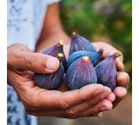 Fico - fichi da appartamento esotiche decorazioni da giardino per esterni balcone rialzato colonnari, rampicanti aiuole rialzate biologiche per il giardino 300semi