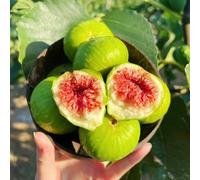 Fico - fichi da interno aiuole rialzate biologiche per il giardino decorazioni giardino per esterni serra interno decorazione del soggiorno sul 100semi