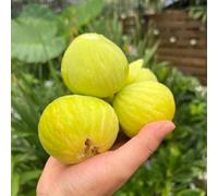 Fico - fichi resistenti in vaso da esterno da serra interno serra giardino sul balcone vecchie varietà di interno rara copertura del 400semi