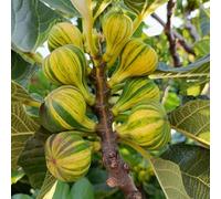 Fico - fichi resistenti in vaso decorazioni da giardino per esterni giardino sul balcone vecchie varietà da interno interno 350semi