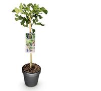 Fico Ficus carica 'Brown Turkey' - Pianta tronco - Altezza ca. 90 cm - Ø 19 cm - Pianta da frutta per terrazza e giardino - Frutta commestibile - Facile da pulire e robusto