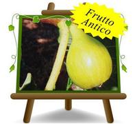 Fico Fillacciano Frutto Antico Altezza:150/170 cm Eta: 2 anni Vaso:20 cm
