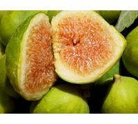 Fico Fiorone Petrelli Pianta da Frutta | Varietà di origine barese