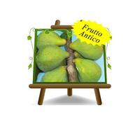 Fico Gentile pianta da frutto antico su vaso da 20 max 170 cm 2 anni