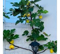 fico giardino decorazione interni biologico interni semi di balcone resistenti per giardini rocce semi giardino 30pcs