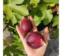 fico giardino di colonnari resistenti interni semi biologici semi perenni resistenti balcone 20pcs