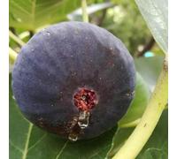 fico Letti elevati per giardino semi balcone riverdimento tetti perenni resistenti espaldera decorazione ufficio 200pcs