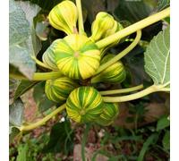 fico letto elevato balcone letti elevati semi di colonna decorazione ufficio balcone perenni resistenti Letti elevati 130pcs