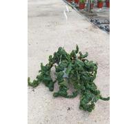Fico Rampicante Ficus Pumila Verde Vaso Bk19 | Sempreverde, da Esterno