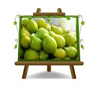 Fico San Giovanni Frutto Antico Altezza: 150-170 cm Eta: 2 anni Vaso: 20 cm