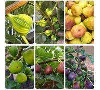 fico semi di en espaldera comprare da balcone perenni resistenti semi 80pz