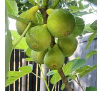 fico - semi di giardino biologico semi balcone giardino 30pcs