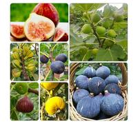 fico - semi di organico giardino resistenti per giardini rocciosi colonnari semi colonnare 20pcs