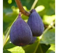 fico verdi facile mantenere autunnali giardino roccioso ufficio 100semi
