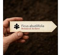 Ficus abutilifolia SEEDS - - SEMI Fico a foglia grande | Fico di roccia
