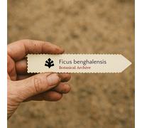 Ficus benghalensis SEEDS - - SEMI Albero di banyan | Banyan indiano