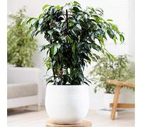 Ficus benjamin Danielle - Fico piangente | Pianta Sempreverde da 30-40 cm