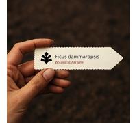 Ficus dammaropsis SEEDS - - SEMI Fico piatto | Fico delle alture