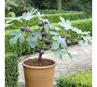 Ficus Little Miss Figgy - Fico nano da esterno per giardino e patio