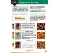 Field Guide to Sphagnum Mosses in Bogs