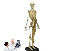 Figura anatomica femminile da 23,6 pollici, modello anatomico di muscoli e scheletro del corpo umano, materiale PU ABS, strumento di riferimento didattico per scultura artistica