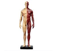 Figura anatomica umana da 11 pollici, modello anatomico muscoloscheletrico del corpo umano, modello anatomico in resina del cranio, della testa, del corpo, dei muscoli e delle ossa