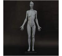 Figura di Anatomia Femminile da 23,6 Pollici - Modello di Osso Muscolare Umano in Materiale in Resina - Modello di Osso Muscolare anatomico Umano - per Studio di Disegno di Artista Medico,A