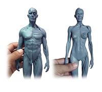 Figura di Anatomia Femminile e Maschile - Modello anatomico di Osso Muscolare Umano Modello di Figura di Anatomia Umana in Resina - per Studio di Disegno di Artista Medico