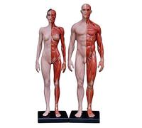 Figura di Anatomia Femminile e Maschile - Modello di Figura di Anatomia Umana - Modello di Osso Muscolare anatomico Umano Materiale PU - per Studio di Disegno di artisti Medici (2 Pezzi),A