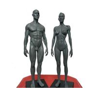 Figura di anatomia umana da 11,8 pollici con modello di muscoli e scheletro for riferimento artistico, studio e visualizzazione didattica