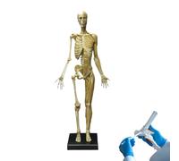 Figura di disegno del manichino di anatomia femminile, modello di scheletro muscolare umano per l'insegnamento dell'arte medica e riferimento della scultura