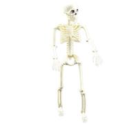 Figura Scheletro - Modello Osseo Umano Il Corpo Pieno Con Cranio Mobile E Arti Articolati Per Display Di Halloweens | Spokey Skeleton Prop Per Casa Stregata, Scena Del Cimitero, Decorazione Per Est