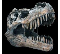 Figuren-Shop.de Tyrannosaurus Rex Teschio - Grande - Statua Decorativa Rilievo Parete