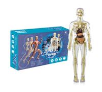 Figurina Anatomica Educativa - Modello Del Torso, Modello Educativo | Giocattolo Scientifico Con Interni, Teschi Realistici E Cervelli, Accessorio Di Studio Interattivo Per Corsi Di Biologia