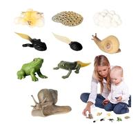 Figurine del ciclo di vita della rana, Ciclo di vita di una rana, Figurine di animali del ciclo di vita della scienza, Giocattoli scientifici prescolari, Giocattoli educativi e didattici, Giocattoli p