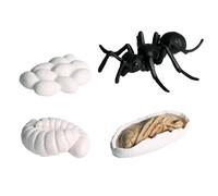 Figurine Del Ciclo Di Vita - Figurine Del Ciclo Di Vita Degli Insetti | Set Di Figurine Del Ciclo Di Vita Insapore, Falena, Farfalla, Tartaruga, Formica Lavoratrice, Figure Di Insetti Pp Kit Giocattol