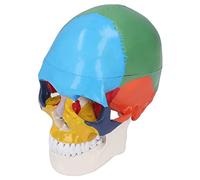 FILFEEL Modello Anatomico di Cranio a Grandezza Naturale di Alta qualità con Parti Staccabili e Tabella dei Colori per l'istruzione e l'apprendimento