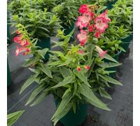 filo per barba semi penstemon balcone resistenti semi bonsái interni primavera giardino tagliati perenni giardino del balcone selvatici, 120pcs