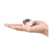 Filtro antivento in pelliccia per microfono, compatibile con clip per lavalier, disponibile in diversi colori