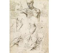 Fine Art Prints Leonardo Da Vinci - Stampa artistica su tela, motivo: anatomia superficiale della spalla e del collo