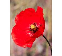 Fine Art Prints Poster decorativo da parete con stampa fotografica di papaveri luminosi