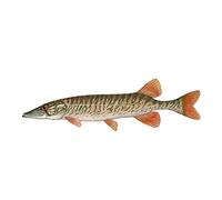 Finest Folia 10 cm adesivo luccio pesca altomare pescatore (R050)
