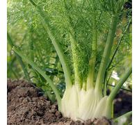 Finocchio biologico - biologici, varietà antiche finocchio vecchie varietà di serra rampicanti da interno copertura del terreno resistenti 30semi