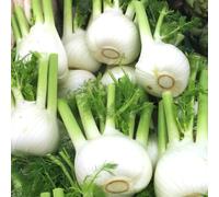 Finocchio biologico - serra finocchiodi biologici, varietà antiche da appartamento esotiche vecchie varietà di da balcone vegetali in vaso 200semi